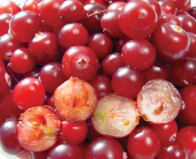 Cranberries-1.jpg