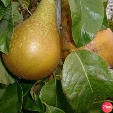 conference-pear-tree-p155-7216_image.jpg