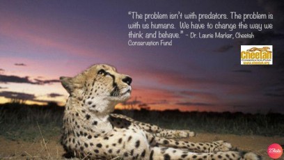 Best Cheetah Quotes and sayings